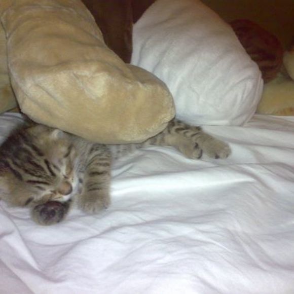 Meet your Posher, Lucy - Picture 1 of 1